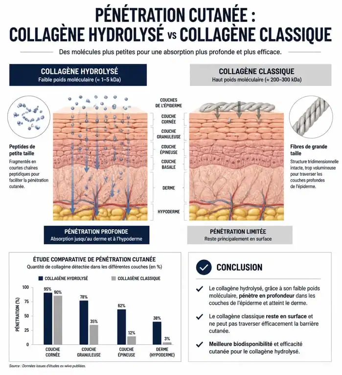 Schéma explicatif de la pénétration du collagène hydrolysé dans la peau pour un masque raffermissant au collagène coréen