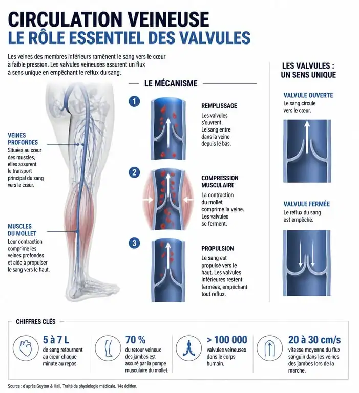 Schéma explicatif du fonctionnement de la circulation sanguine et des valvules pour améliorer la circulation sanguine