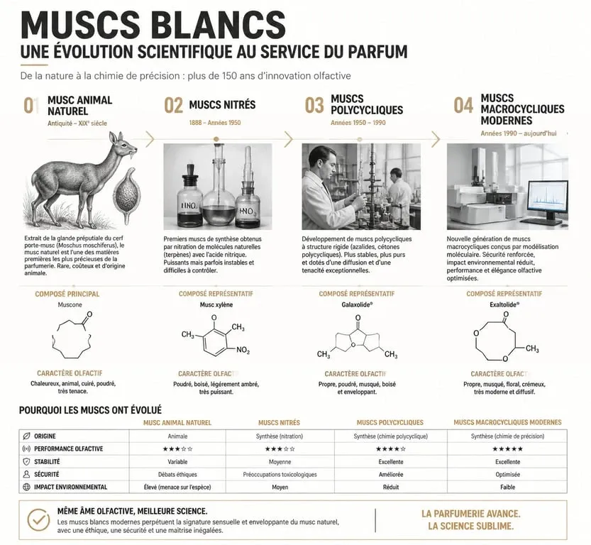 Infographie sur l'évolution historique et chimique des muscs blancs en parfumerie