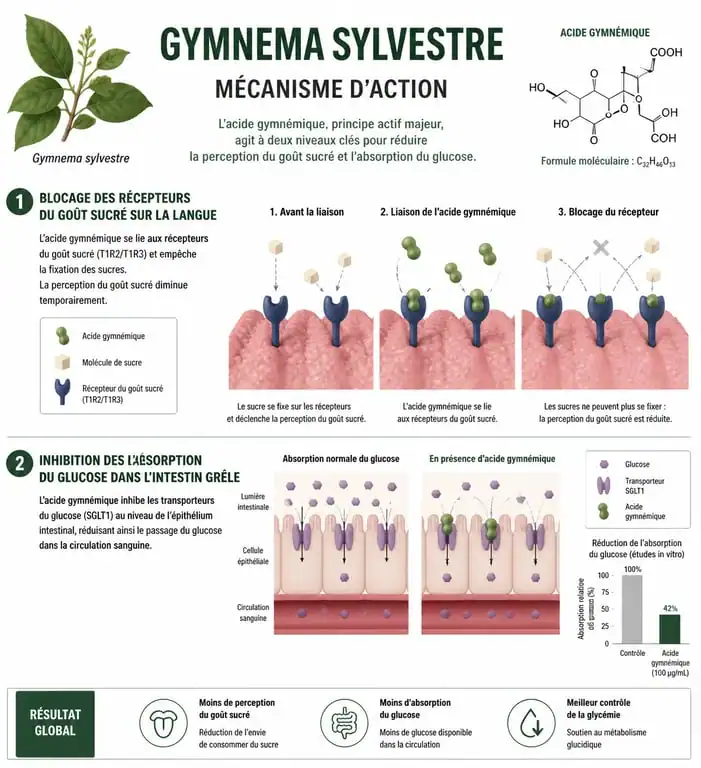 Infographie expliquant le mécanisme d'action du Gymnema sylvestre pour maigrir et bloquer le sucre