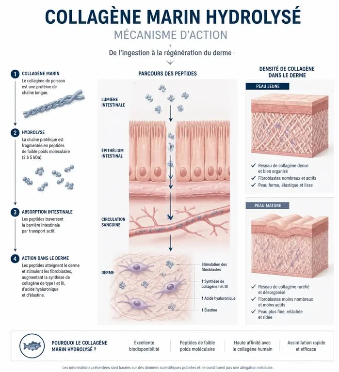 Infographie sur le mécanisme d'action et les bienfaits du collagène marin en gélules pour la peau et les articulations