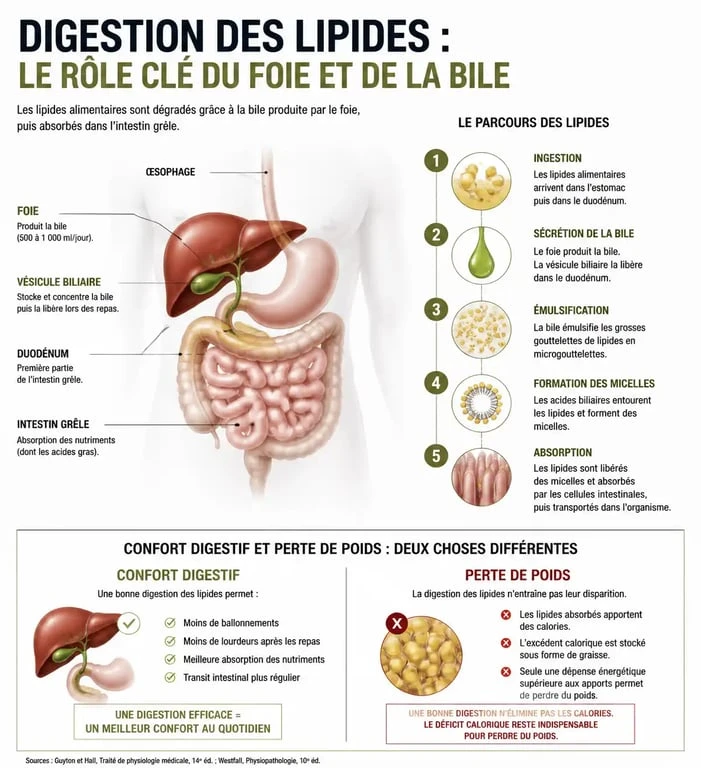 Infographie expliquant pourquoi le citrate de bétaïne n'est pas un brûle-graisse mais une aide à la digestion
